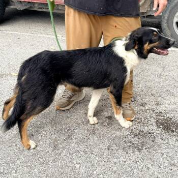 Hannibal -  Australian Shepherd and Mixed Breed Dog for Adoption in Warrensburg, Missouri - Hannibal | PetCurious