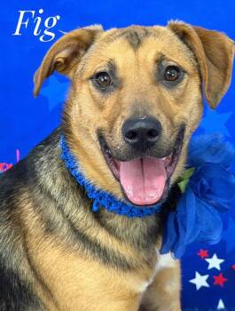 Fig -  German Shepherd Dog Dog for Adoption in Flint, Michigan - Fig | PetCurious