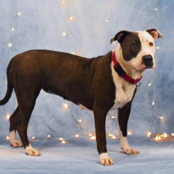 Bluey -  American Bulldog Dog for Adoption in Defuniak Springs, Florida - Bluey | PetCurious