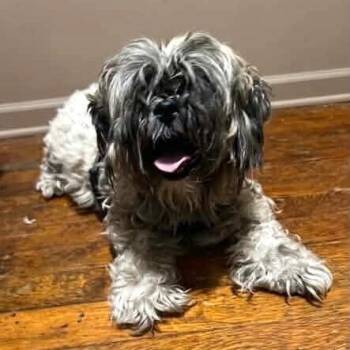 Nugget -  Shih Tzu and Mixed Breed Dog for Adoption in New York, New York - Nugget | PetCurious