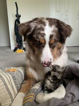 Kayzo -  Australian Shepherd Dog for Adoption in Alexandria, Virginia - Kayzo | PetCurious