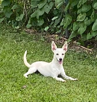 Rescue Chihuahua Dogs for Adoption in Thibodaux, Louisiana - Little Lady | PetCurious