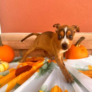 Rescue American Staffordshire Terrier Dogs for Adoption in San Antonio, Texas - Chocopeanut | PetCurious