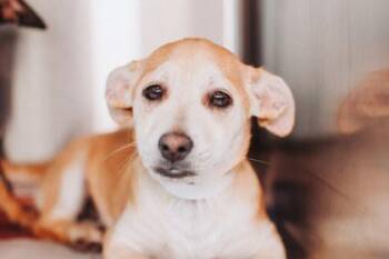 Chihuahua and Mixed Breed Dogs Available for Adoption - 90709a Triscuit | PetCurious
