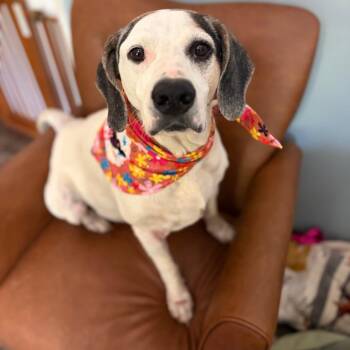 Ruby -  Hound Dog for Adoption in Sequatchie, Tennessee - Ruby | PetCurious