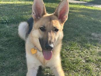 STIX -  German Shepherd Dog Dog for Adoption in Riverside, California - STIX | PetCurious