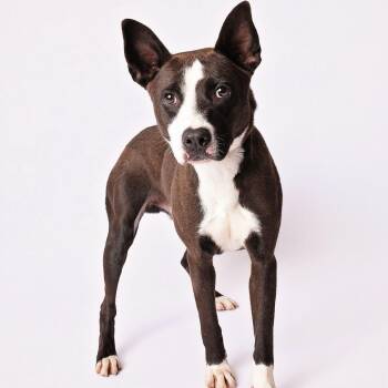 Boston Terrier and Mixed Breed Dogs Available for Adoption in Nashville, Tennessee - Vince | PetCurious