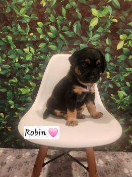 Coonhound Dogs Available for Adoption in Clinton, Michigan - Robin BL | PetCurious
