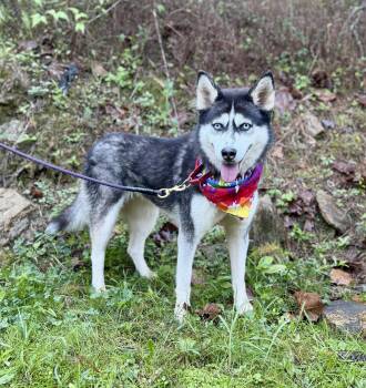 Hope -  Husky Dog for Adoption in Ellijay, Georgia - Hope | PetCurious