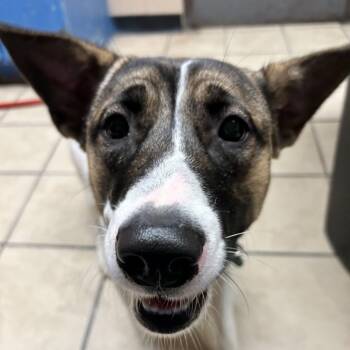 Akita Dogs Available for Adoption in Newport, North Carolina - Yuki | PetCurious