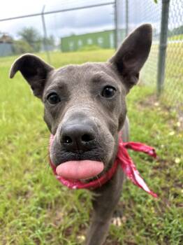 Enchilada -  Mixed Breed Dog for Adoption in Winnsboro, South Carolina - Enchilada | PetCurious