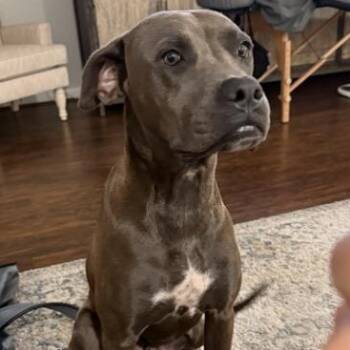 Dex -  Blue Lacy Dog for Adoption in Houston, Texas - Dex | PetCurious