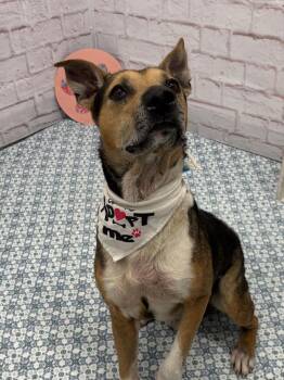 Mixed Breed Dogs Available for Adoption in Detroit, Michigan - Horizon | PetCurious