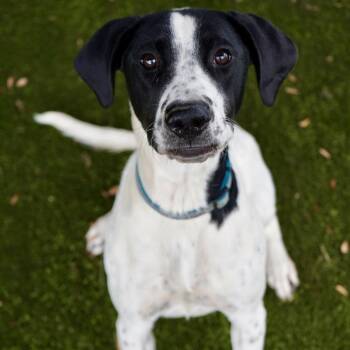 Hound and Mixed Breed Dogs Available for Adoption in Tuscaloosa, Alabama - Cordelia | PetCurious