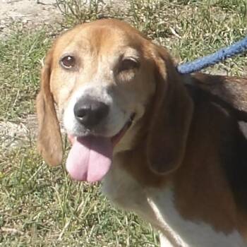 Ash -  Beagle Dog for Adoption in Gloucester, Virginia - Ash | PetCurious
