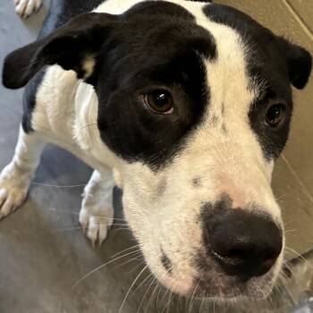 Moo -  Terrier and Labrador Retriever Dog for Adoption in Bronson, Florida - Moo | PetCurious