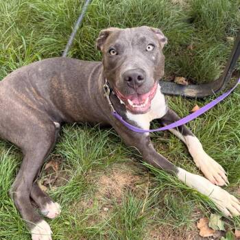 Beaux -  Pit Bull Terrier Dog for Adoption in Indianapolis, Indiana - Beaux | PetCurious