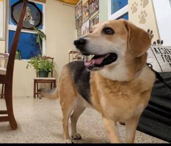Hunter (Bonded with Jack) -  Beagle and Hound Dog for Adoption in Williamsburg, Iowa - Hunter (Bonded With Jack) | PetCurious