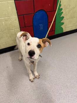 Rescue Pit Bull Terrier and Mixed Breed Dogs for Adoption in Indianapolis, Indiana - PENNYWISE | PetCurious