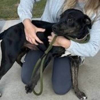 Rescue Mixed Breed Dogs for Adoption in Dover, New Hampshire - Sheba *Available After 11/25* | PetCurious