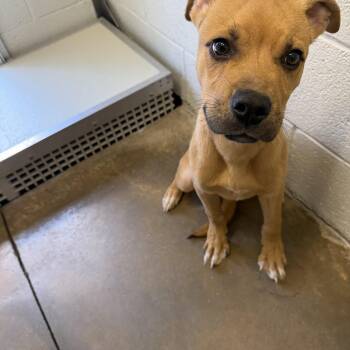 Scrappy -  Rhodesian Ridgeback and Black Mouth Cur Dog for Adoption in Warr Acres, Oklahoma - Scrappy | PetCurious