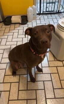 Pit Bull Terrier Dogs Available for Adoption - Anastasia | PetCurious