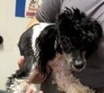 Dixie -  Poodle Dog for Adoption in Dawson, Georgia - Dixie | PetCurious