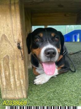 DALIA -  Mixed Breed Dog for Adoption in West Palm Beach, Florida - DALIA | PetCurious