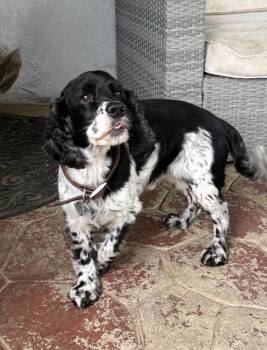 Cocker Spaniel Dogs Available for Adoption - Koby Aka Kobe (2.26) | PetCurious