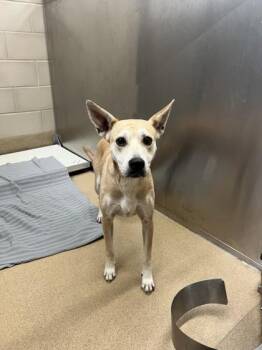 Rocket -  Mixed Breed Dog for Adoption in Farmers Branch, Texas - Rocket | PetCurious