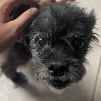 Boston Terrier Dogs Available for Adoption in Savannah, Georgia - Scrungus | PetCurious