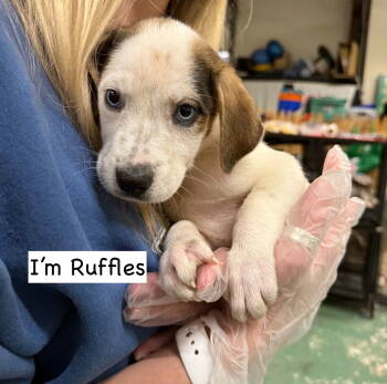 Rescue Mixed Breed Dogs for Adoption in Gilberts, Illinois - RUFFLES | PetCurious