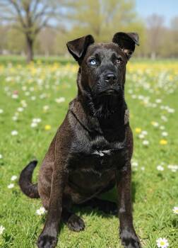 Catahoula Leopard Dog and Pit Bull Terrier Dogs Available for Adoption in Talladega, Alabama - Nalu 26/247 | PetCurious