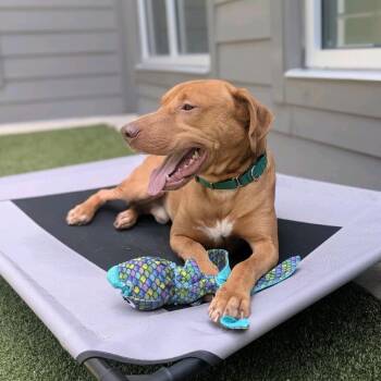 Inigo Montoya -  Vizsla and Mixed Breed Dog for Adoption in Greensboro, North Carolina - Inigo Montoya | PetCurious
