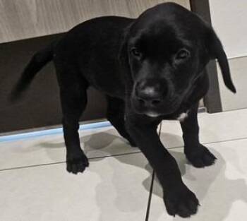Labrador Retriever Dogs Available for Adoption - Bee | PetCurious