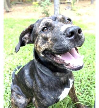 Boone -  Mountain Cur Dog for Adoption in Andover, Massachusetts - Boone | PetCurious