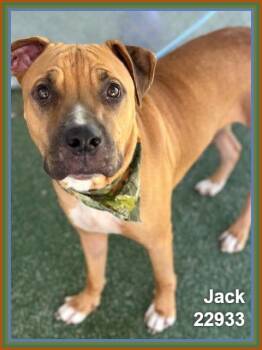 JACK (see also JILL) -  Pit Bull Terrier and American Staffordshire Terrier Dog for Adoption in Marietta, Georgia - JACK (see Also JILL) | PetCurious