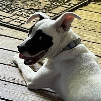 Macy -  Boxer and Mixed Breed Dog for Adoption in Corpus Christi, Texas - Macy | PetCurious