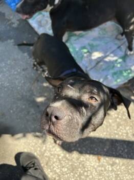 Rescue Pit Bull Terrier and Mixed Breed Dogs for Adoption in Largo, Florida - Sandy | PetCurious