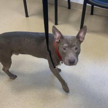 Rover -  Mixed Breed Dog for Adoption in West Palm Beach, Florida - Rover | PetCurious