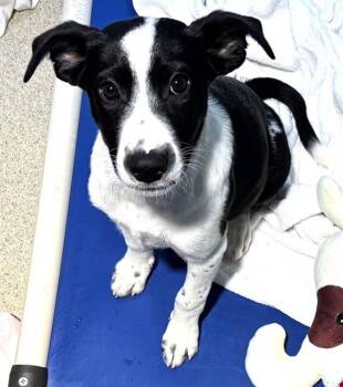 LUCY -  Treeing Walker Coonhound and Labrador Retriever Dog for Adoption in Dedham, Massachusetts - LUCY | PetCurious
