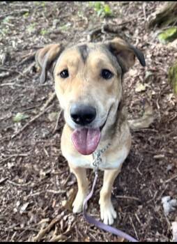 Rockie -  Black Mouth Cur Dog for Adoption in Irwin, Pennsylvania - Rockie | PetCurious