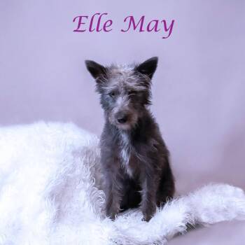 Ibizan Hound Dogs Available for Adoption in Lebanon, Tennessee - Ellie May D26-105 | PetCurious