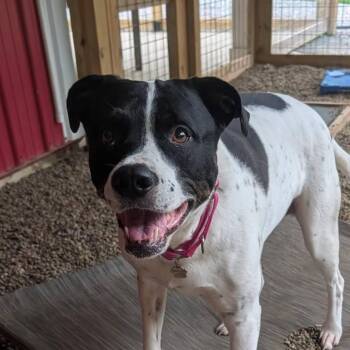 Desi -  Labrador Retriever Dog for Adoption in Grafton, Ohio - Desi | PetCurious
