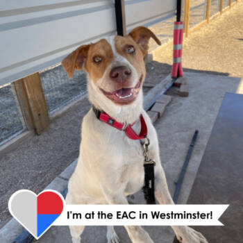 Rescue Mixed Breed Dogs for Adoption in Fort Collins, Colorado - Chucky | PetCurious