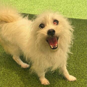 Arlie 1663 -  Terrier Dog for Adoption in Loxahatchee Groves, Florida - Arlie 1663 | PetCurious