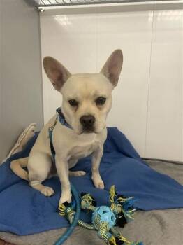 Stitch -  Mixed Breed Dog for Adoption in Montreal, Quebec - Stitch | PetCurious