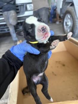 A660819 -  Labrador Retriever and Siberian Husky Dog for Adoption in Houston, Texas - A660819 | PetCurious