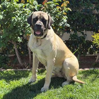 Mastiff Dogs Available for Adoption in Agua Dulce, California - Freya | PetCurious