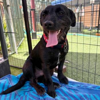 Alfalfa -  Terrier Dog for Adoption in Agoura Hills, California - Alfalfa | PetCurious